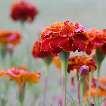 Ferienzimmer Zuelli Erlach