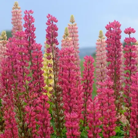 Ferienzimmer Zuelli Bed & Breakfast 3*