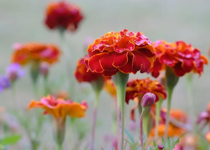 Ferienzimmer Zuelli Erlach