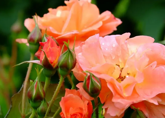 Bed & Breakfast Ferienzimmer Zuelli