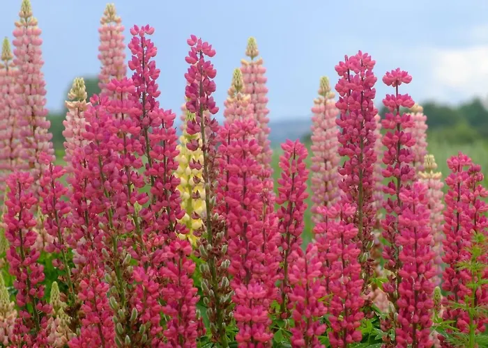 Ferienzimmer Zuelli Bed & Breakfast 3*