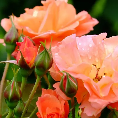 לינה וארוחת בוקר Ferienzimmer Zuelli